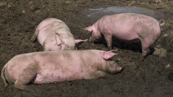 Porcos Cor Rosa Enterrados Lama — Vídeo de Stock