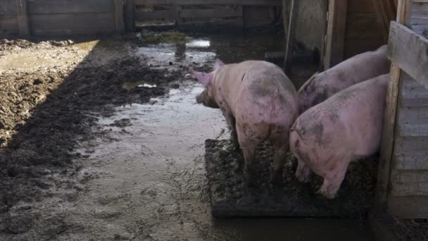 Porcs roses creusant dans la boue .