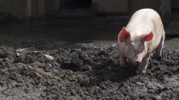 Cerdos Rosados Hurgando Barro — Vídeo de stock