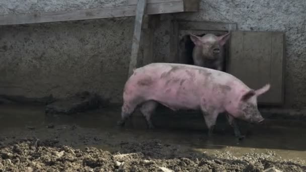 Розовые Свиньи Копаются Грязи — стоковое видео