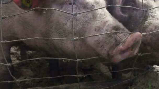 Cerdos Rosados Hurgando Barro — Vídeo de stock