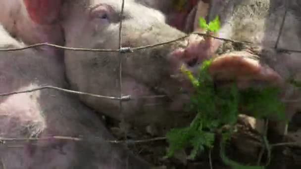 Cerdos Rosados Hurgando Barro — Vídeos de Stock