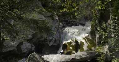 Ormanda İtalyan Alpler üzerinden akan dağ dere