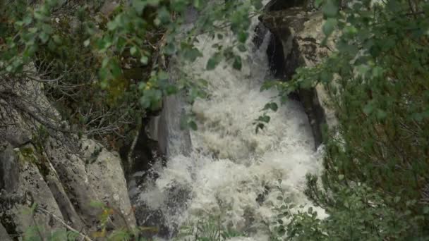 Arroyo Montaña Que Fluye Través Bosques Los Alpes Italianos — Vídeo de stock