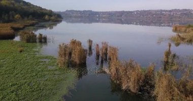 Kuzey İtalya'daki küçük bir göl kıyısında büyüyen bir kuru kamışı çalılıkları havadan görünümü.