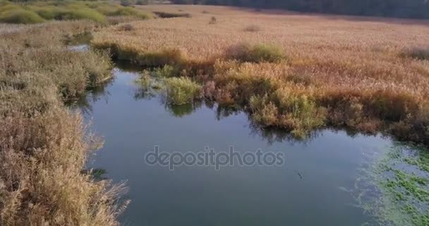 Vue Aérienne Une Brousse Canne Sèche Poussant Long Des Rives — Video