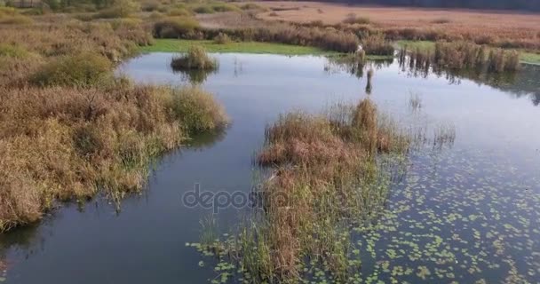 イタリア北部の小さな湖のほとりに沿って生える乾燥杖雑木林の空撮 — ストック動画