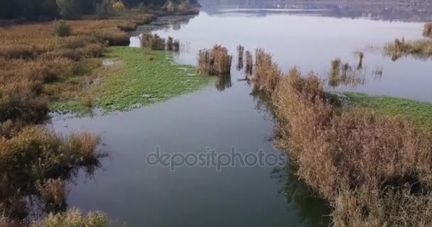 Vue Aérienne Une Brousse Canne Sèche Poussant Long Des Rives — Video