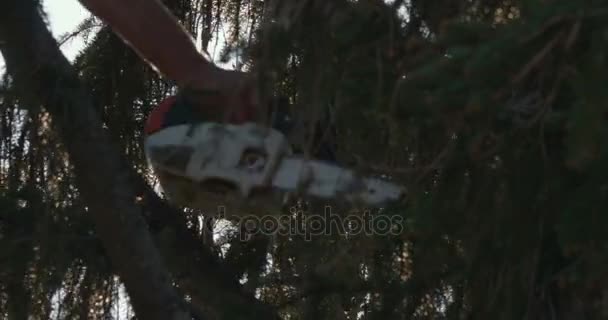 专业伐木工人削减分支在一个大侧柏的顶部链锯 — 图库视频影像