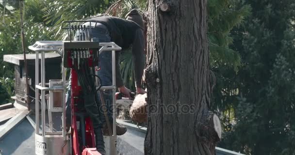 Penebang Pohon Profesional Memotong Cabang Atas Thuja Besar Dengan Gergaji — Stok Video