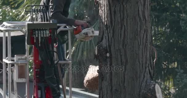 Penebang Pohon Profesional Memotong Cabang Atas Thuja Besar Dengan Gergaji — Stok Video