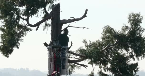 专业伐木工人削减分支在一个大侧柏的顶部链锯 — 图库视频影像