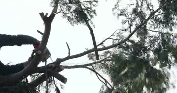 Bûcheron Professionnel Coupe Les Branches Sur Dessus Gros Thuja Avec — Video