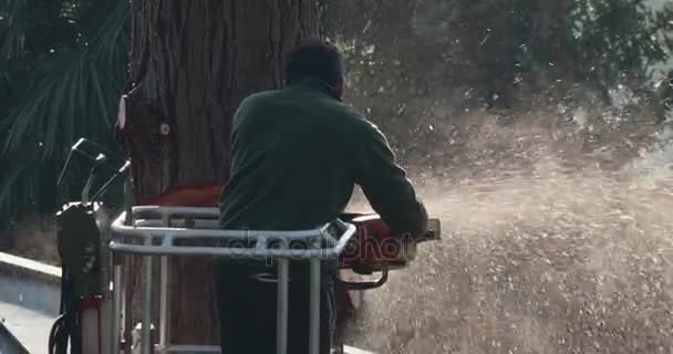 Leñador Profesional Corta Ramas Parte Superior Una Gran Thuja Con — Vídeo de stock