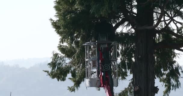 Professional Lumberjack Cuts Branches Top Big Thuja Chainsaw — Stock Video