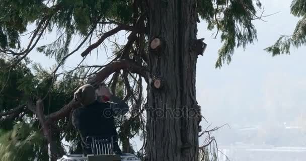 Professioneel Houthakker Snijdt Takken Aan Bovenkant Een Grote Thuja Met — Stockvideo