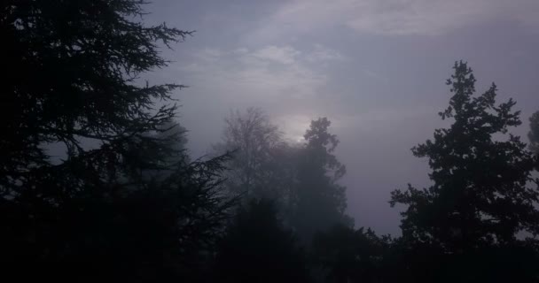 Voler à travers le brouillard des arbres — Video