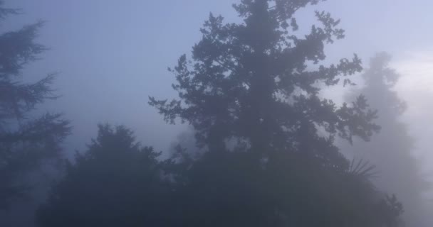 Voler à travers le brouillard des arbres — Video