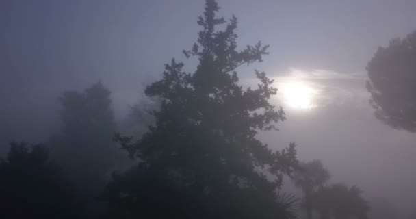 Voar através da névoa da árvore — Vídeo de Stock