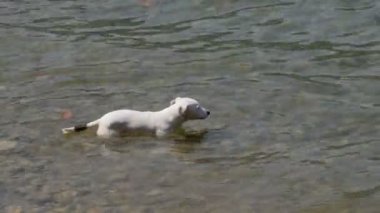 Köpek Su Topu Jack Russell