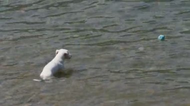 Köpek Su Topu Jack Russell