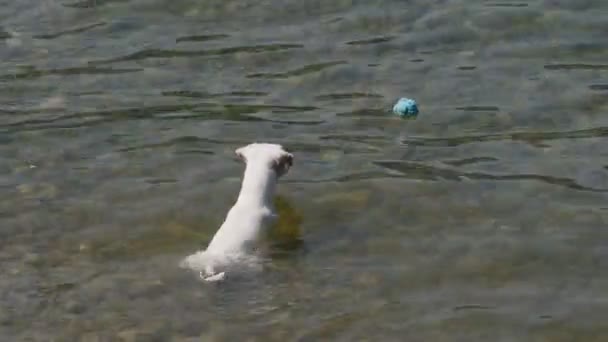 Palla d'acqua del cane Jack Russell — Video Stock