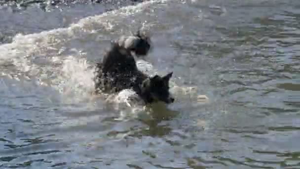 Dog Water Play Run — ストック動画