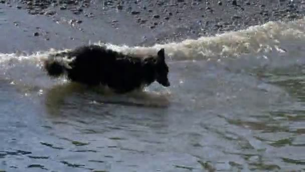 Jeu d'eau pour chien Run 