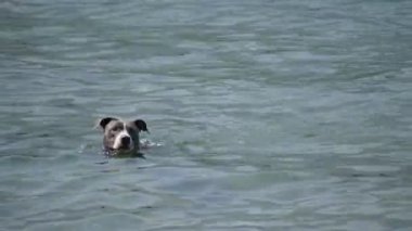 Köpek Suyu Amstaff 'ı yüzdür