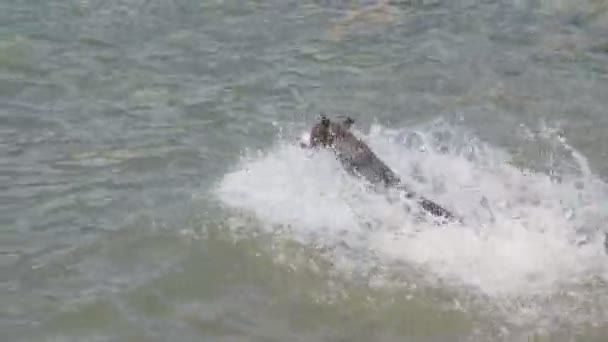 Perro agua nadar amstaff — Vídeo de stock