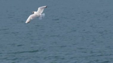 Seagull Fly Water Close Up