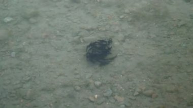 Kurbağa Sürüsü Yüzme Havuzu