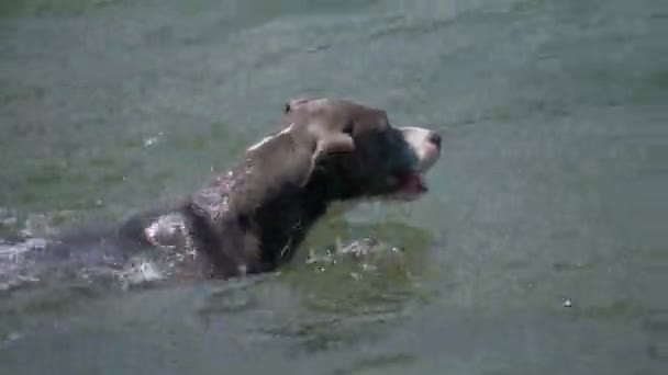 Dog Water Swim Amstaff — Vídeo de Stock