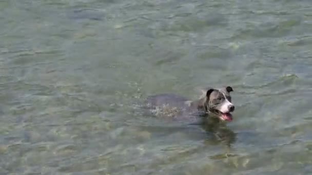 Perro agua nadar amstaff — Vídeos de Stock