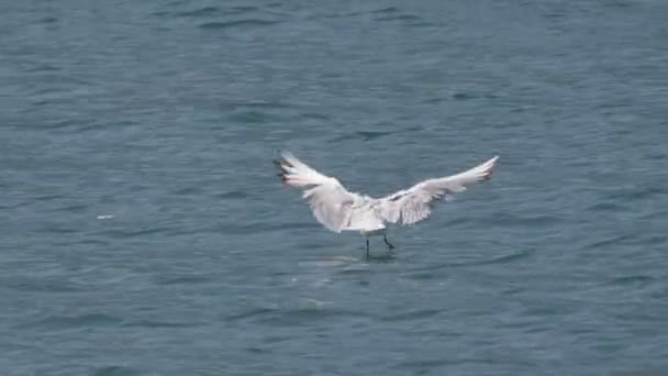 Seagull Fly Water Close Up — Stock video