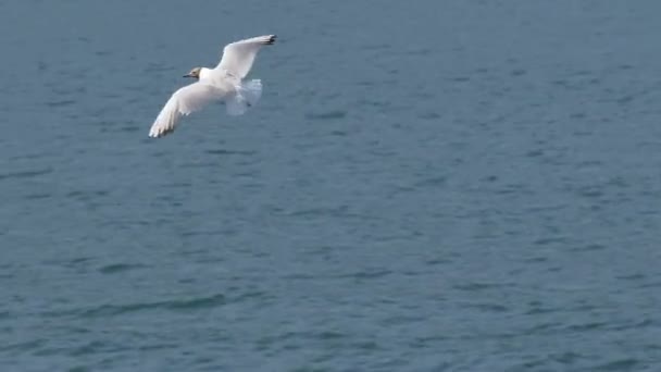 Seagull Fly Water Close Up — Stock video