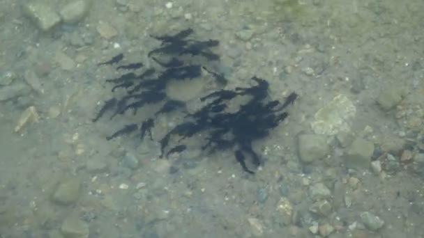 Kaulquappenschwarm schwimmt Teich — Stockvideo