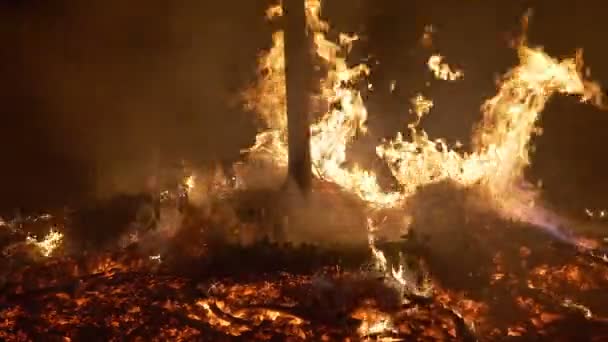 Árvore ardente de fogo florestal — Vídeo de Stock