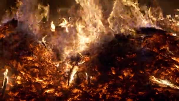 Feu de forêt gros plan 