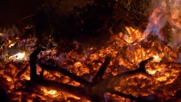 Skogsbrand närbild Långsamma rörelser — Stockvideo