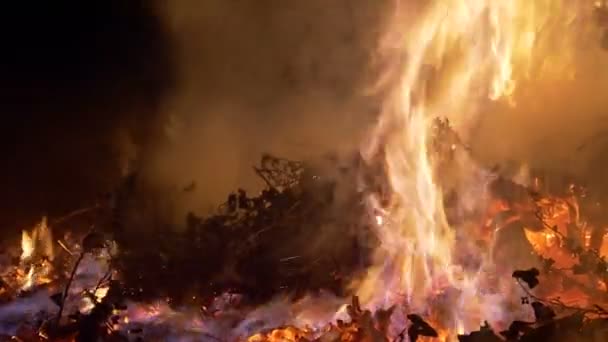 Лісова пожежа крупним планом повільний рух — стокове відео