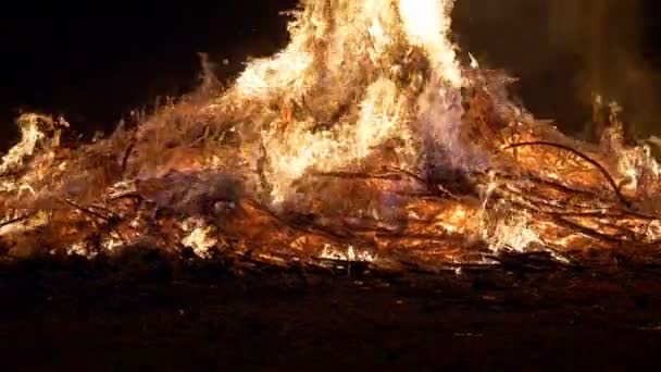 Bosbrand Brandende Boom Slow Motion — Stockvideo