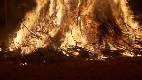 Forest Fire Burning Tree Slow Motion — Stock Video