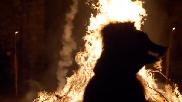 마카 브레 춤 보너스 불곰의 느린 동작 — 비디오
