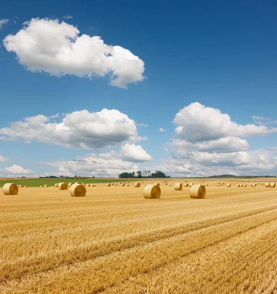 Sarı altın saman balya saman anız alanında, yaz manzara mavi gökyüzü bulutlu altında