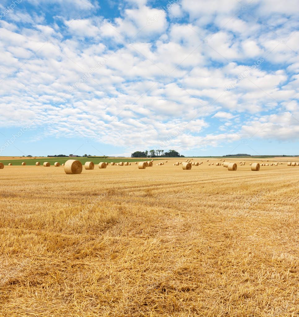 Yellow golden straw bales of hay in the stubble field, summer landscape under a blue sky with clouds