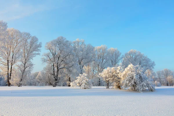 Winter landscape. Cold day.