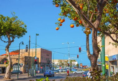 Tel Aviv, İsrail - 18 Şubat 2014: Street, Tel Aviv - Yafa portakal ağacı. Tel Aviv sokaklarında limon, portakal ve clementine ağaçları onlarca büyümek.