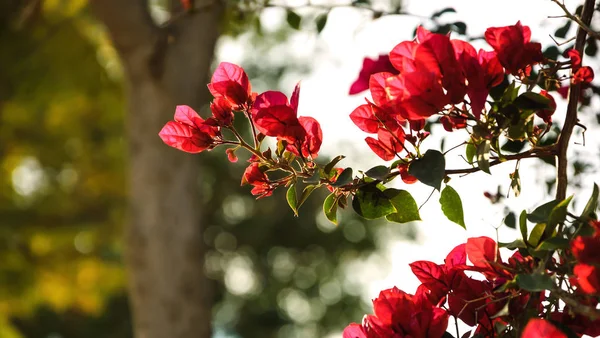 Bougainvillea Czerwono Kwitnące Parku Światło Tyłu Selektywny Fokus Bokeh — Zdjęcie stockowe