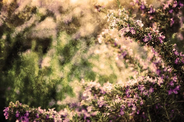 Rosmarin Blommar Naturlig Miljö Bokeh Selektivt Fokus Omgång Ljus Och — Stockfoto